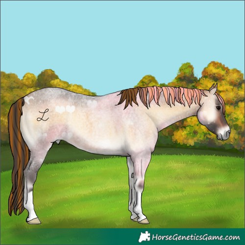 Horse Color:Painted Buckskin Roan Onyx 