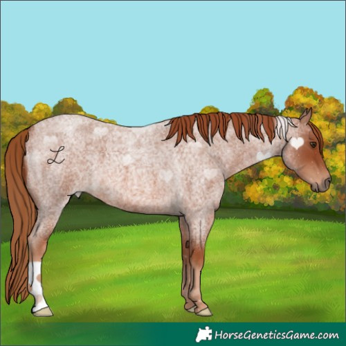 Horse Color:Red Roan 