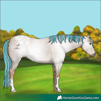 Horse Color:Gray Painted Palomino Roan Appaloosa 