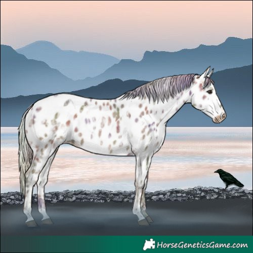 Horse Color:Nacre White Spotted Silver Bay Ice Appaloosa 