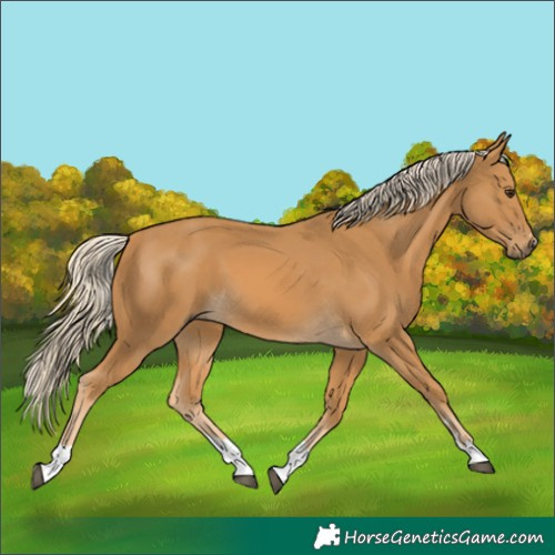Horse Color:Palomino