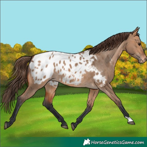 Horse Color:Bay Dun Appaloosa 