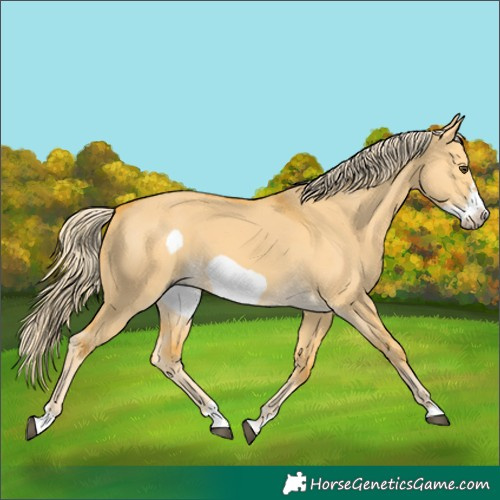 Horse Color:Palomino Dun Frame