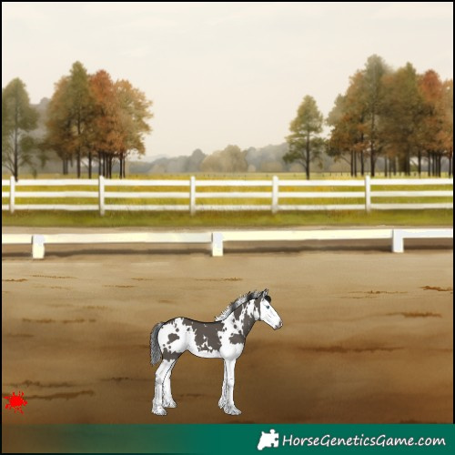 Horse Color:Gray White Spotted Grullo Splash 