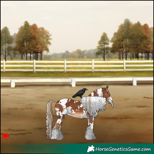 Horse Color:White Spotted Chestnut 