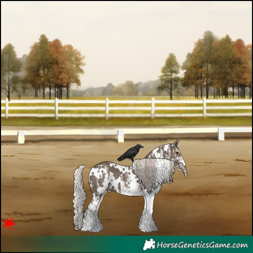 Horse Color:White Spotted Silver Black