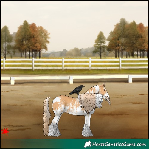 Horse Color:White Spotted Chestnut