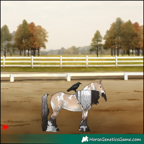 Horse Color:White Spotted Bay Dun