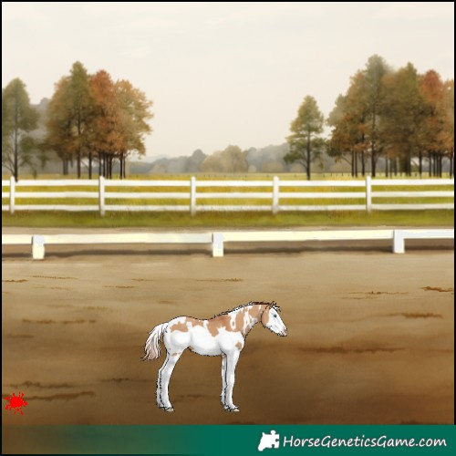 Horse Color:White Spotted Red Dun Splash Frame 