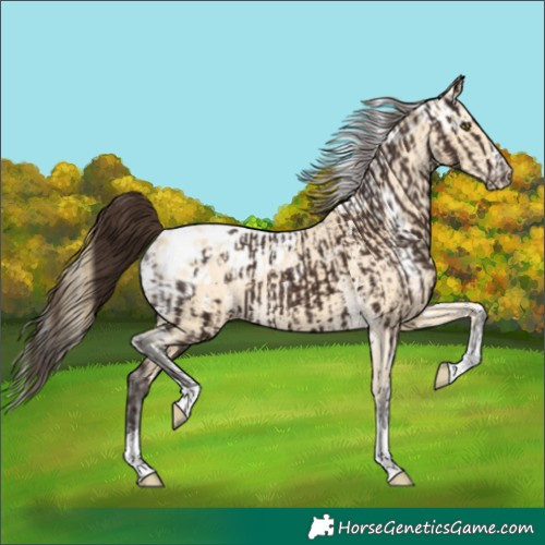 Horse Color:Liver Chestnut Tobiano Blanket  and Buckskin Merle Skewed LP Spotted 