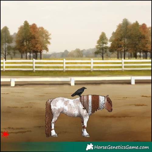 Horse Color:White Spotted Red Roan 