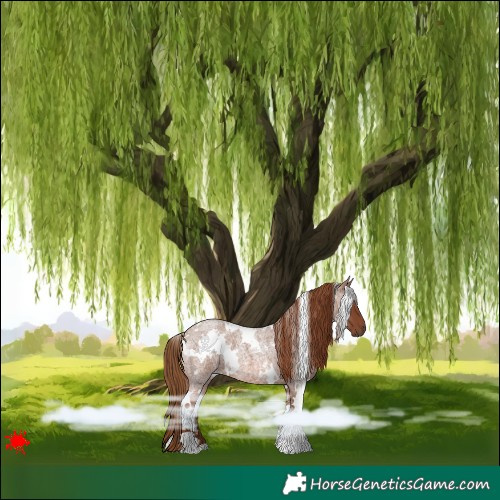 Horse Color:White Spotted Red Roan 