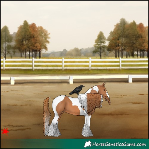 Horse Color:Chestnut Tobiano