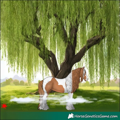 Horse Color:Chestnut Tobiano 