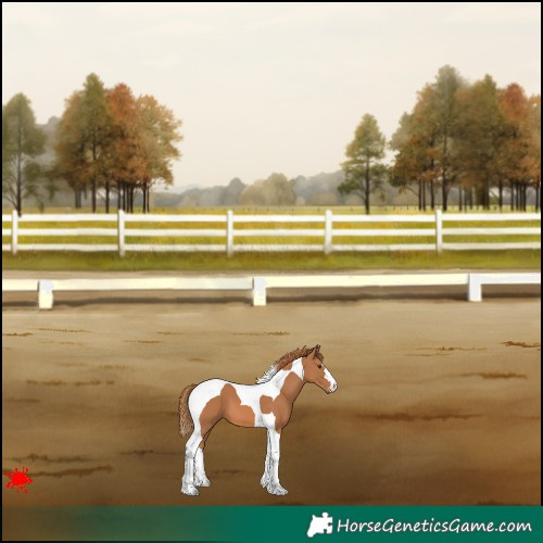 Horse Color:Chestnut Tobiano 