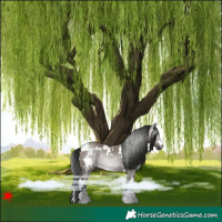 Horse Color:Gray White Spotted Grullo Rabicano 