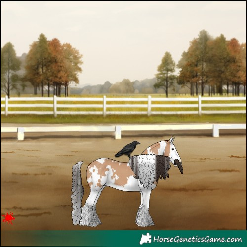 Horse Color:White Spotted Bay Dun Splash 