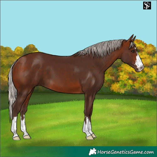 Horse Color:Silver Bay 