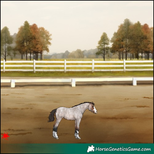 Horse Color:Bay Roan Appaloosa