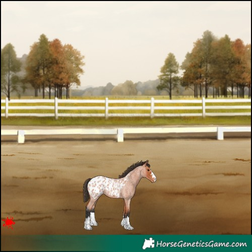 Horse Color:Bay Roan Appaloosa 