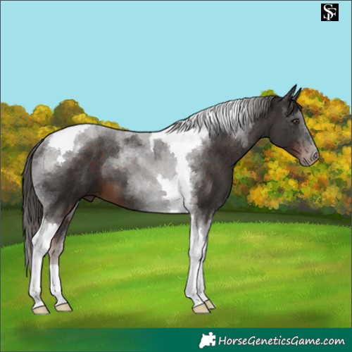 Horse Color:Liver Chestnut Tobiano 