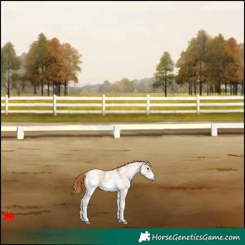 Horse Color:White Spotted Red Dun 