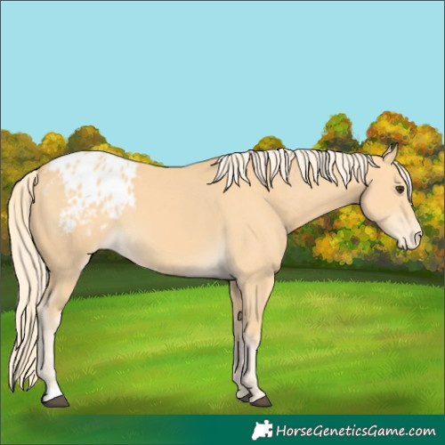 Horse Color:Palomino Appaloosa