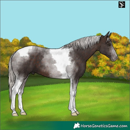 Horse Color:Silver Brown Tobiano 