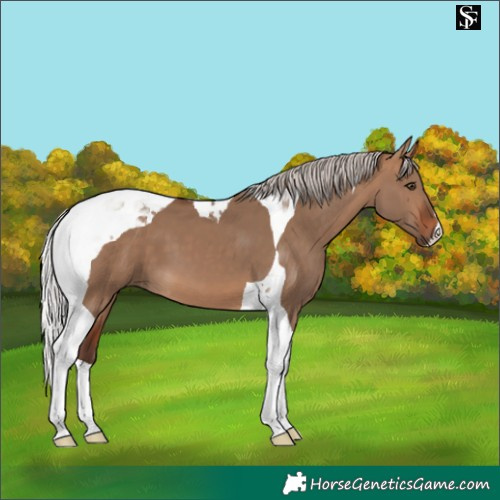Horse Color:Silver Brown Dun Tobiano 