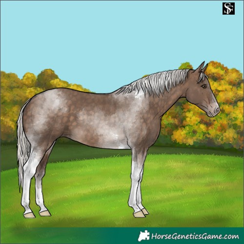 Horse Color:Silver Brown Dun Tobiano 