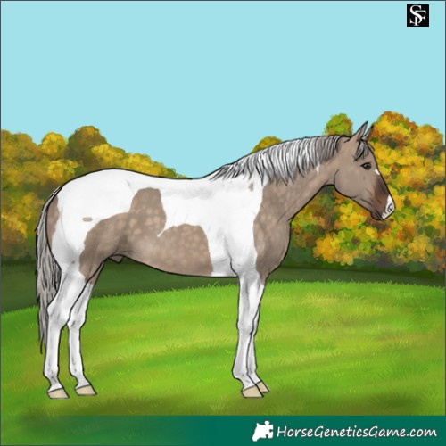 Horse Color:Silver Brown Dun Tobiano 