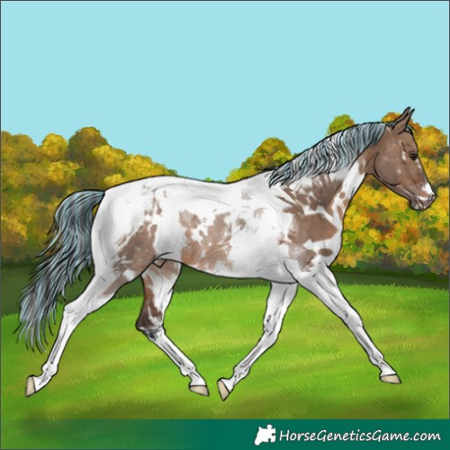 Horse Color:Painted White Spotted Brown Dun Tobiano 