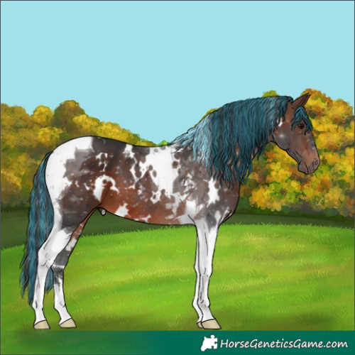 Horse Color:Painted White Spotted Brown Tobiano 