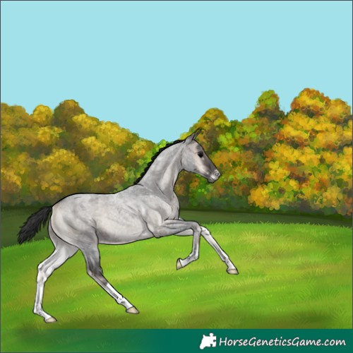 Horse Color:Blue Onyx Roan 