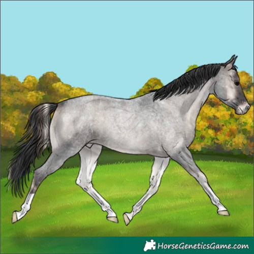 Horse Color:Blue Onyx Roan 