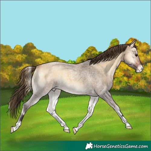 Horse Color:Buckskin Roan Onyx Varnish 