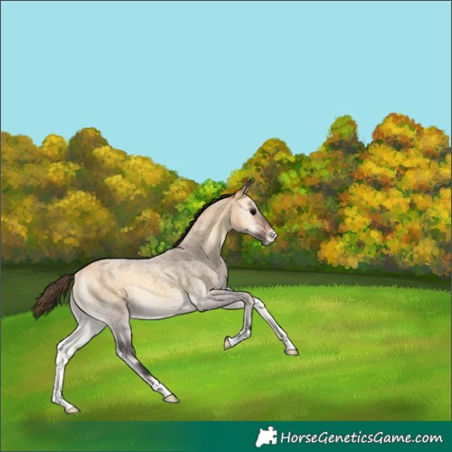 Horse Color:Buckskin Roan Onyx Appaloosa 