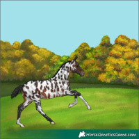Horse Color:Brown Near Leopard