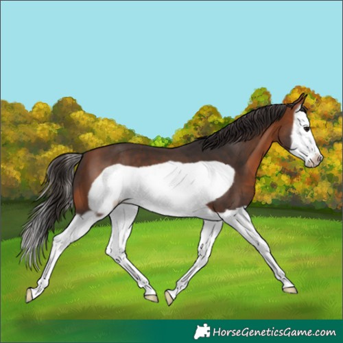 Horse Color:Bay Splash Frame