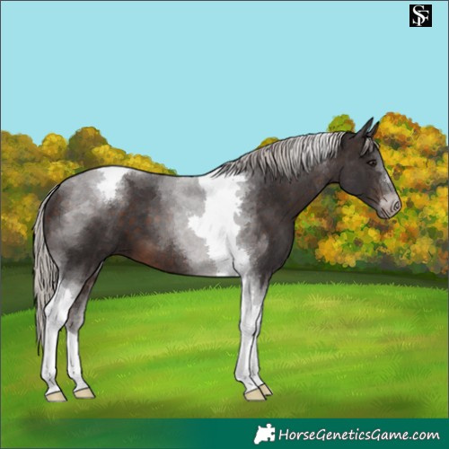 Horse Color:Silver Brown Tobiano 