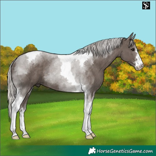 Horse Color:Silver Black Tobiano 