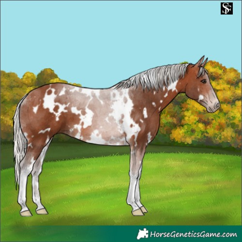 Horse Color:White Spotted Silver Brown Tobiano 