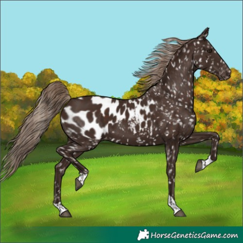 Horse Color:Liver Chestnut Tobiano Blanket