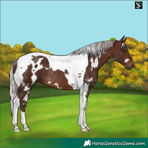 Horse Color:White Spotted Silver Brown Tobiano Rabicano 