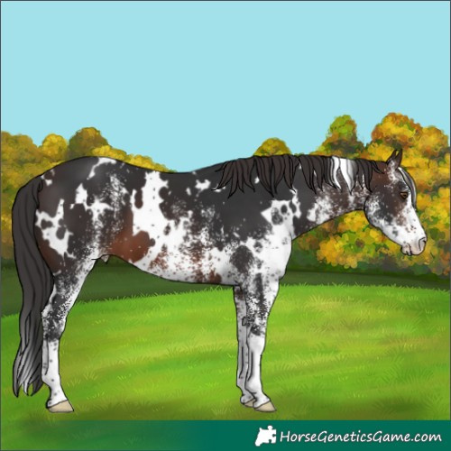 Horse Color:White Spotted Brown 