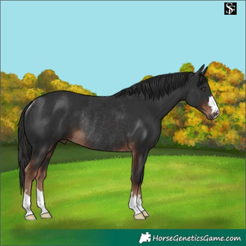 Horse Color:Liver Chestnut Rabicano 