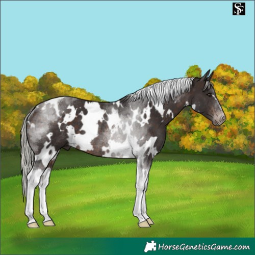 Horse Color:White Spotted Silver Brown Tobiano Rabicano 