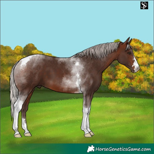 Horse Color:Silver Brown Tobiano 