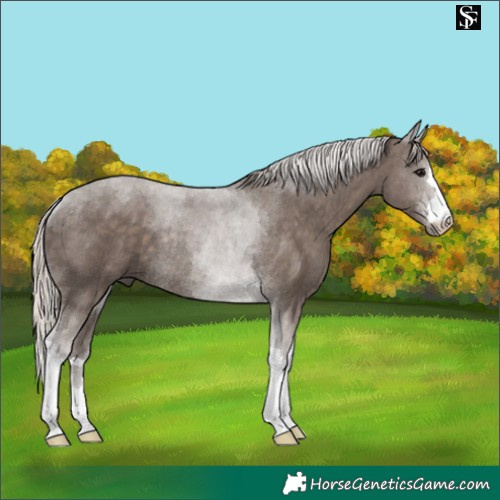 Horse Color:Silver Black Tobiano Rabicano 