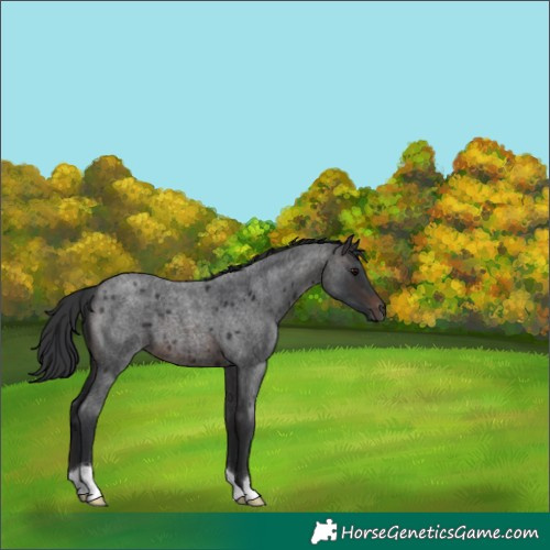 Horse Color:Brown Roan 